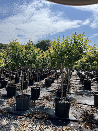 A group of trees that are sitting in the dirt