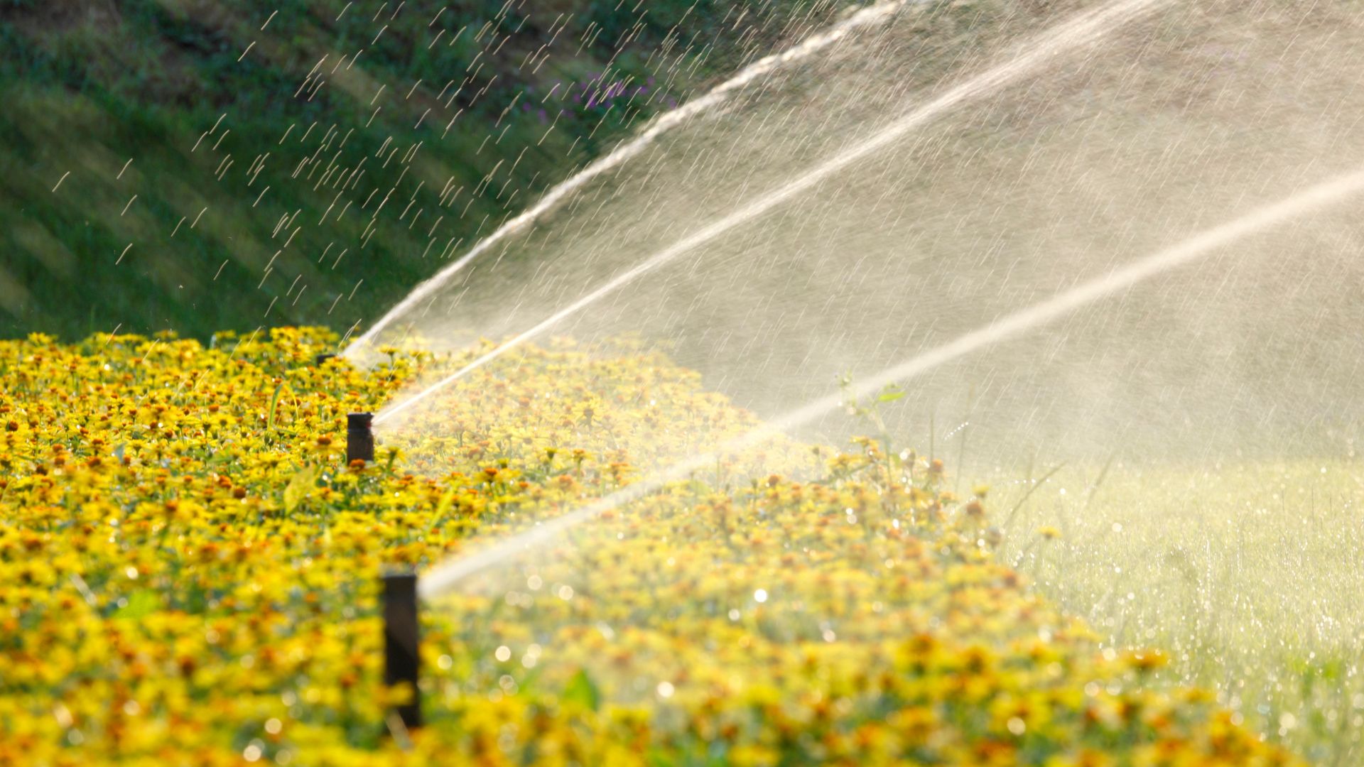 A sprinkler spraying water on a field of flowers