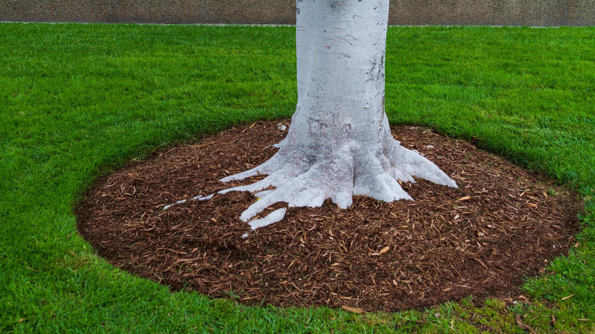 A tree with a white bark on it in a grassy area